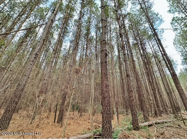 7 Forest Service Road 562 Pulaski, MS 39152 - Photo 14 of 24 251