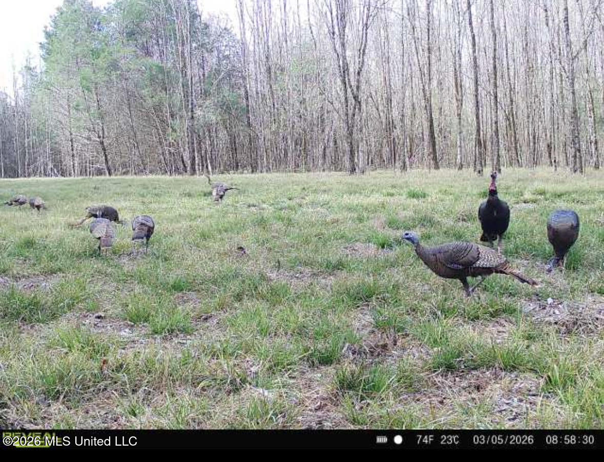 7 Forest Service Road 562 Pulaski, MS 39152 - Photo 23 of 24 512