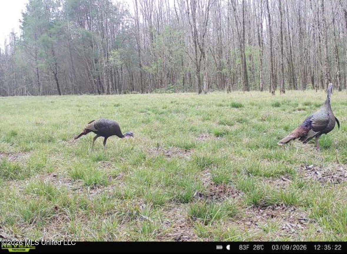 7 Forest Service Road 562 Pulaski, MS 39152 - Photo 24 of 24 514