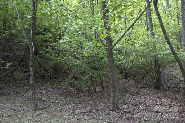 a view of a forest with trees in the background