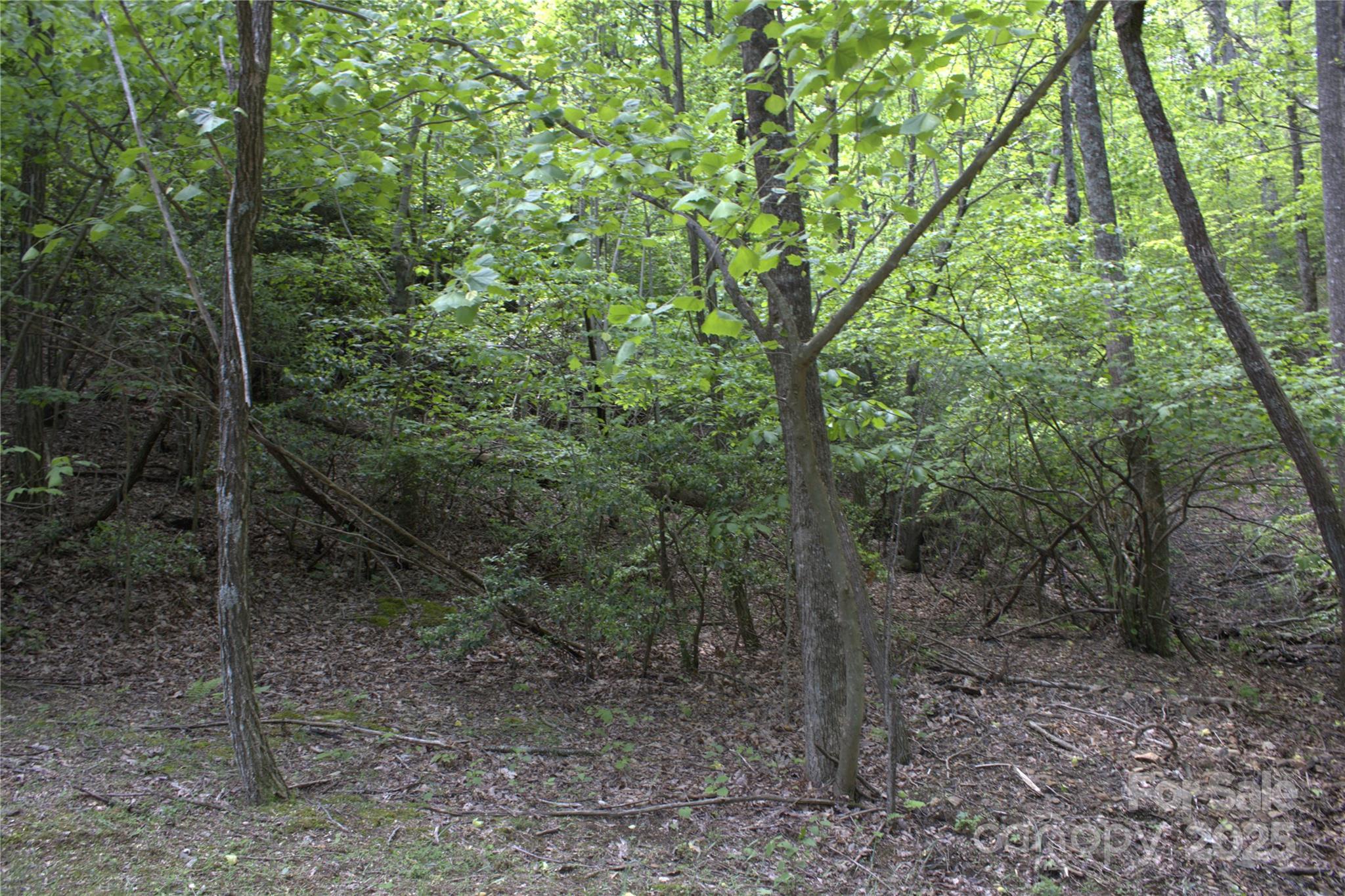 0 Blockaders Den None, Unit NONE Columbus, NC 28722 - Photo 2 of 14 a view of a forest with trees in the background