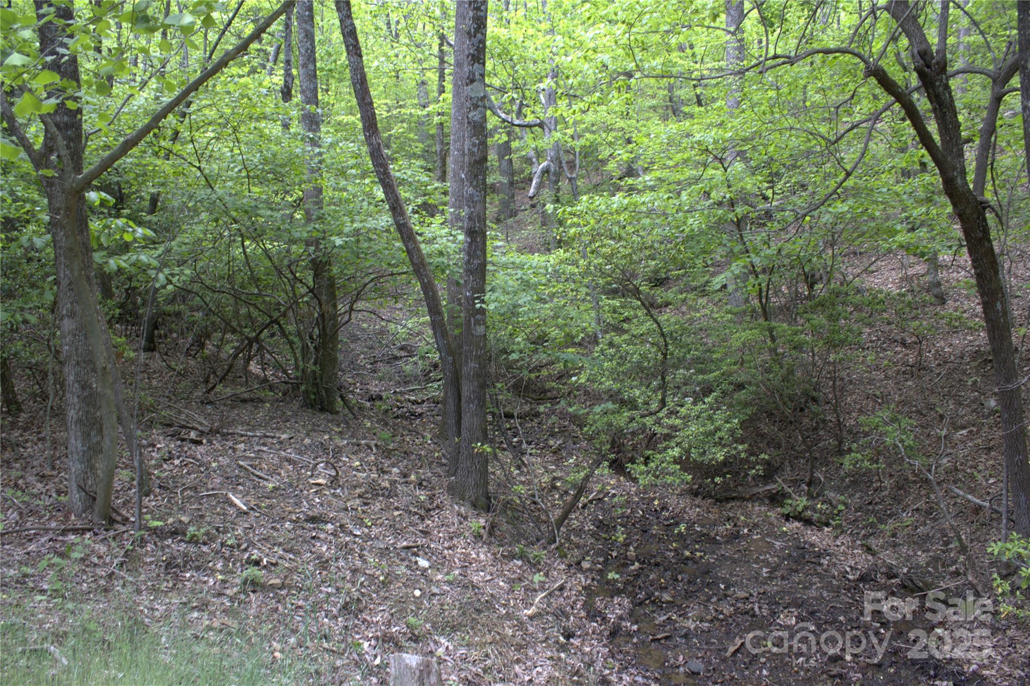 0 Blockaders Den None, Unit NONE Columbus, NC 28722 - Photo 3 of 14 a view of a forest with trees in the background