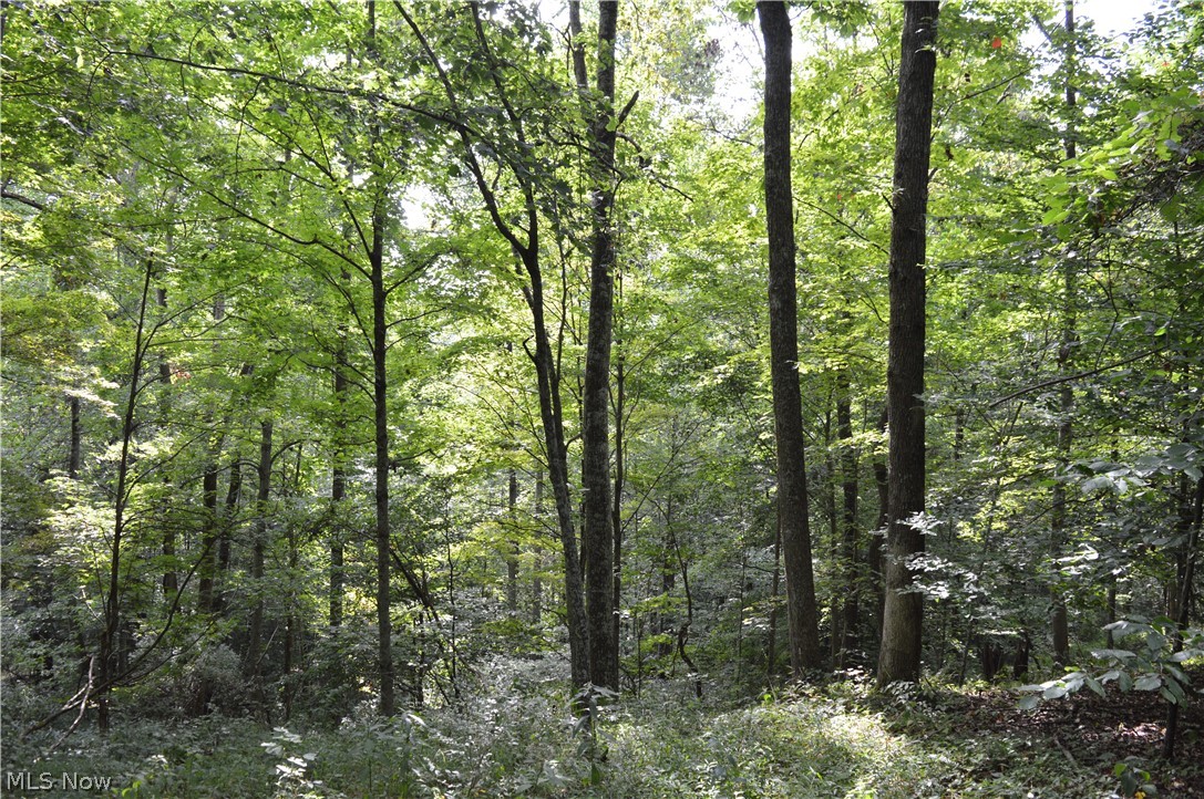Beverlin Fork Center Point, WV 26339 - Photo 6 of 17