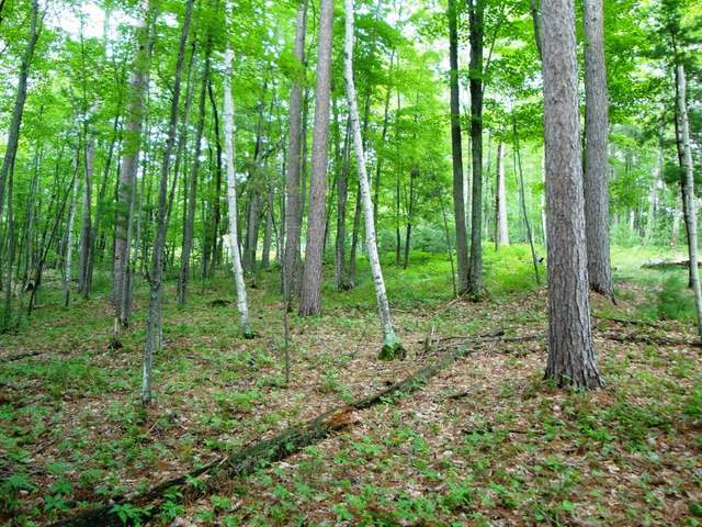 Lot 6 Eagles Bluff Road Rhinelander, WI 54501 - Photo 14 of 15 Gallery Image 14