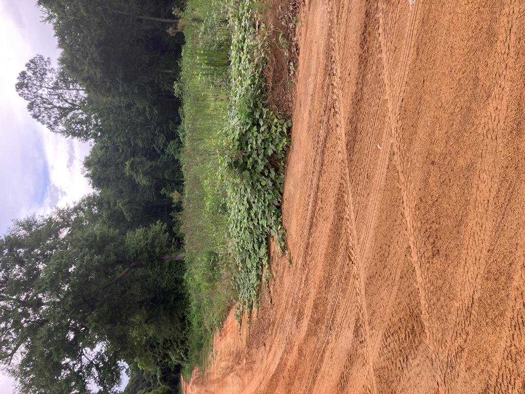 7-acres West Reeves Street Slocomb, AL 36375 - Photo 3 of 4