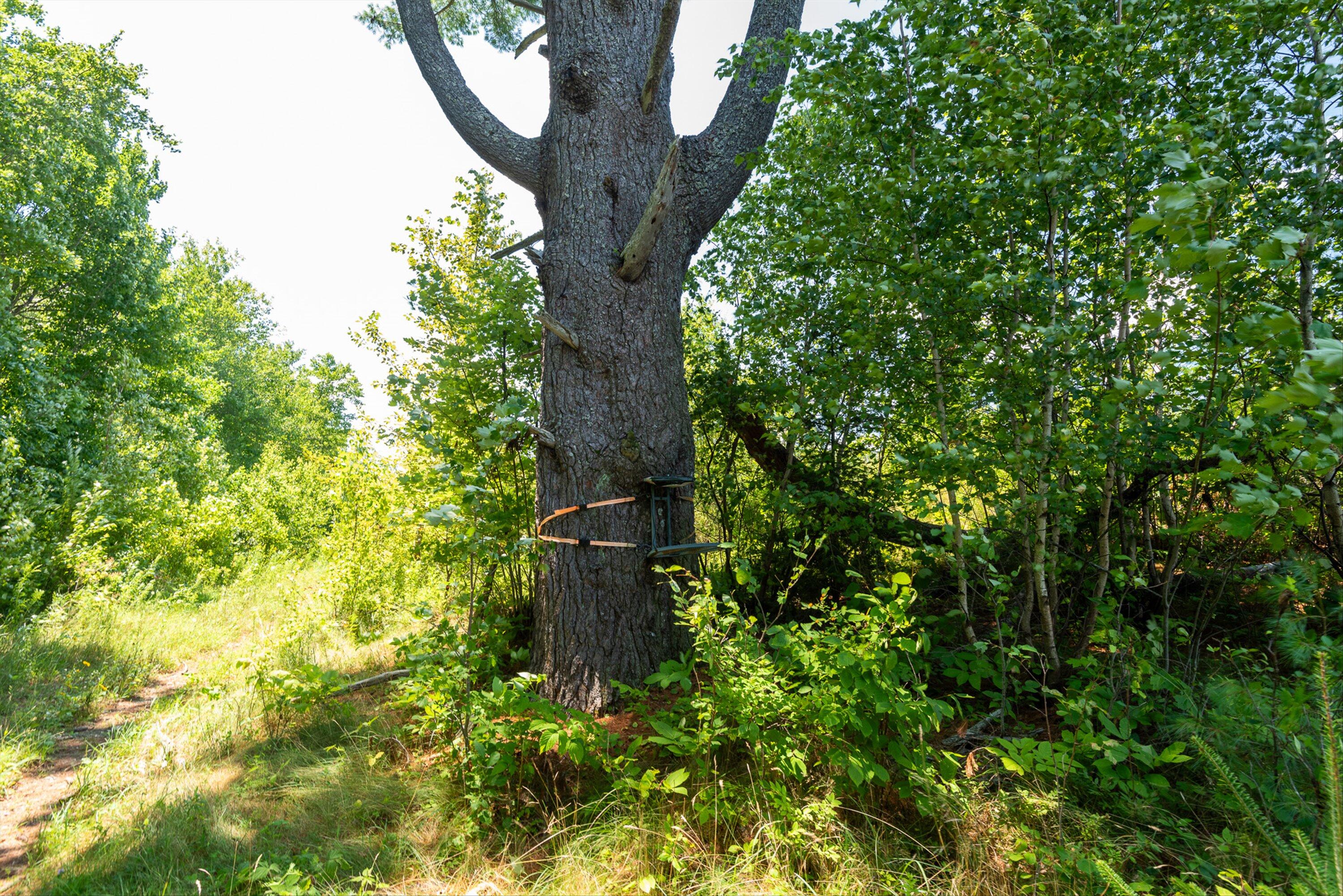 0 Tay Road Levant, ME 04456 - Photo 14 of 18 12-146 Acres Levant-3141