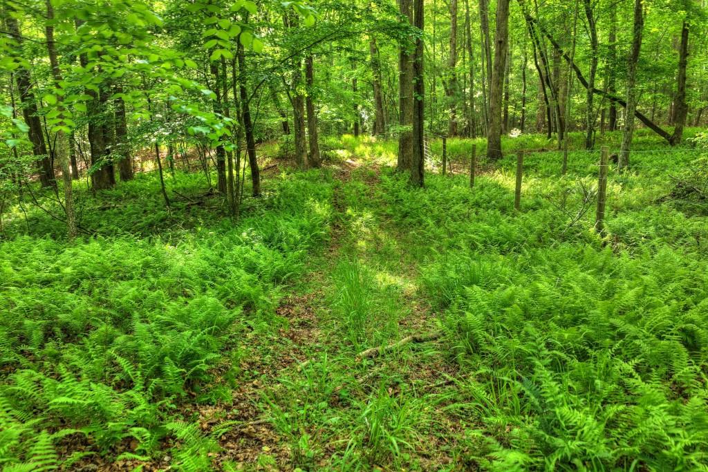 8.52 Ac Mcnelley Road Morganton, GA 30560 - Photo 36 of 47