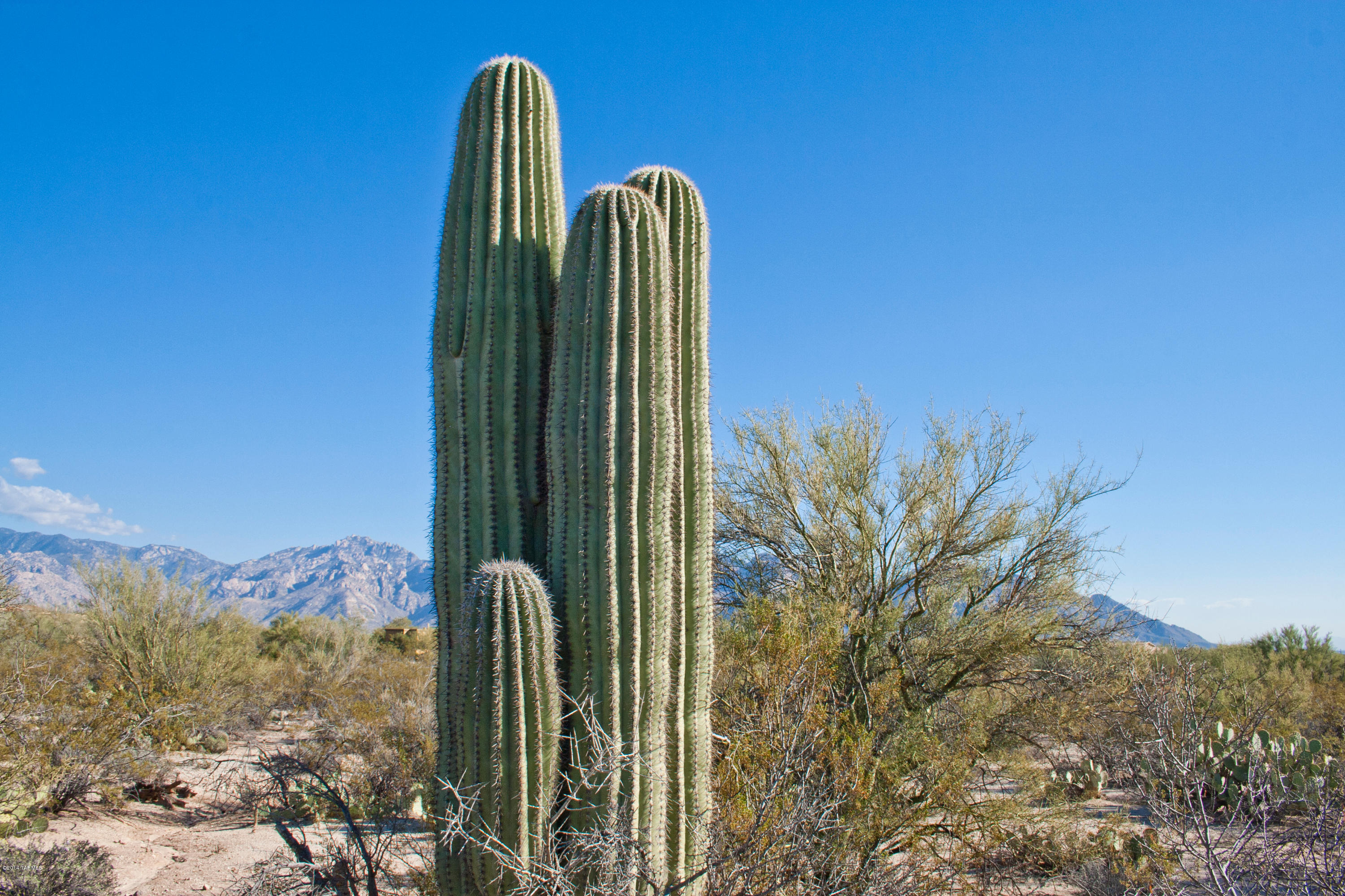 1697 West Moore Road Tucson, AZ 85755 - Photo 5 of 14 Gallery Image 5