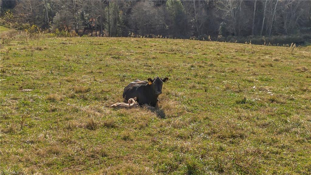 0 Austin Traphill Road Traphill, NC 28685 - Photo 14 of 30