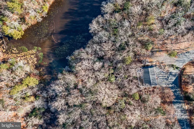 a close up of a tree