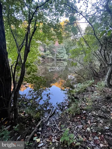 a view of a forest with trees