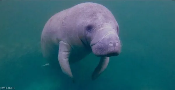 $1,695 | 333 Sunrise Cay, Unit 2, Naples, FL 34114