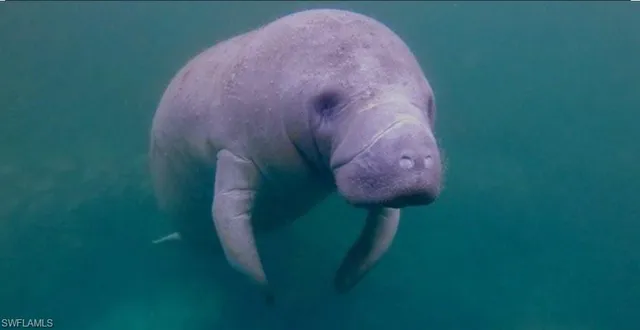 $1,795 | 333 Sunrise Cay, Unit 2, Naples, FL 34114