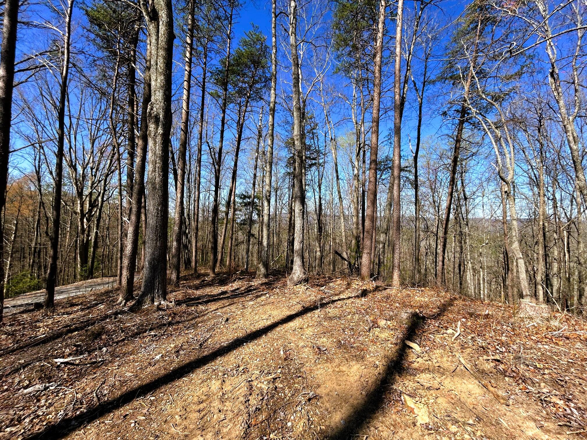 107 Chestnut Road Reliance, TN 37369 - Photo 14 of 21 IMG_0053 (1)