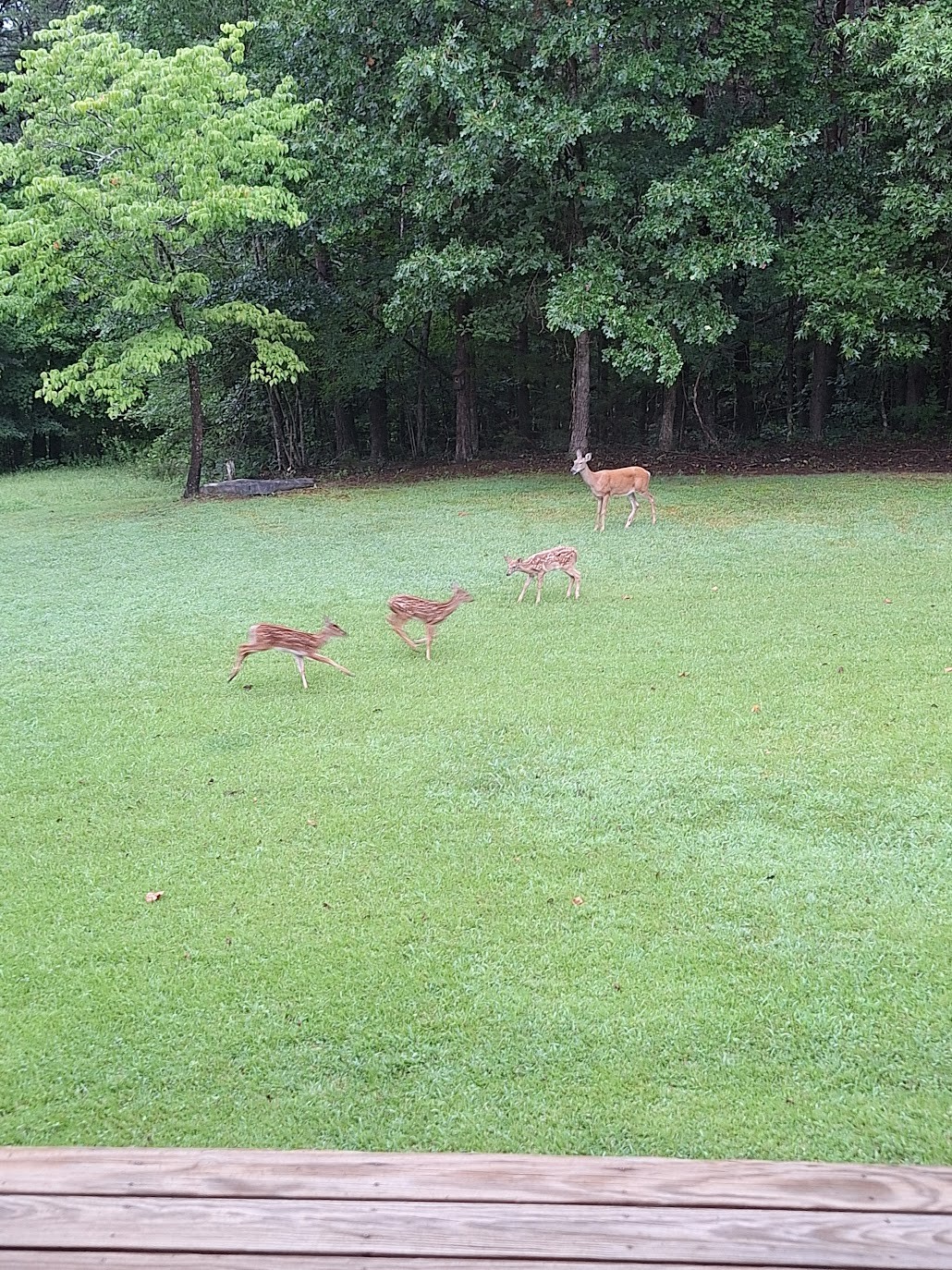 146 Sparkman Town Road Rock Island, TN 38581 - Photo 28 of 60 a backyard of a house with lots of plants and tree