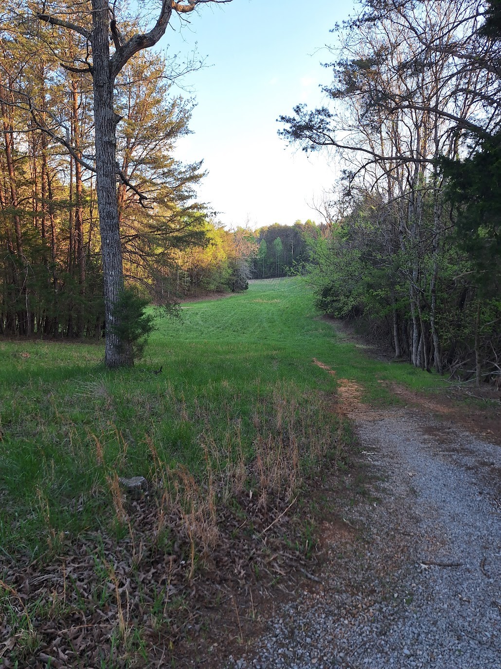146 Sparkman Town Road Rock Island, TN 38581 - Photo 49 of 60 a view of a yard with large trees