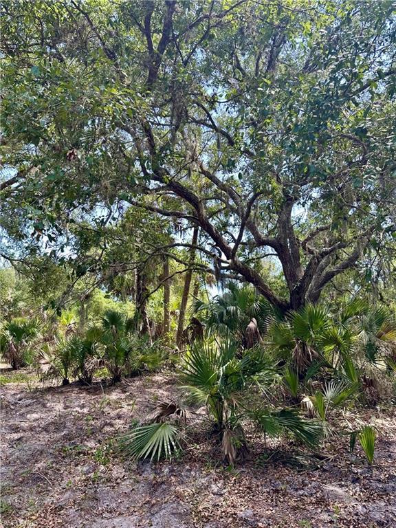 1701 Cabbage Wood Road Okeechobee, FL 34974 - Photo 4 of 16 View of undeveloped land