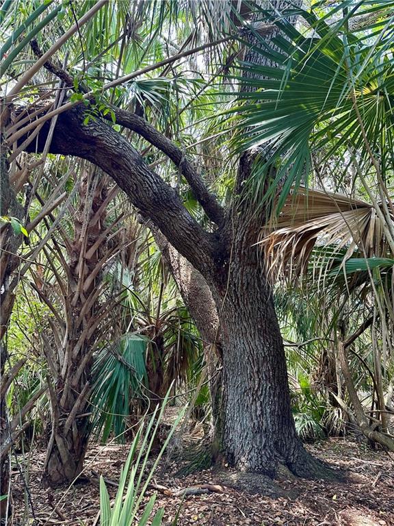 1701 Cabbage Wood Road Okeechobee, FL 34974 - Photo 7 of 16 View of nature