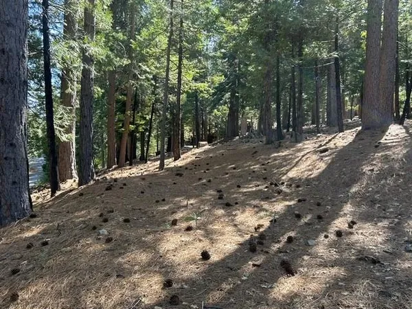 a view of a yard with trees