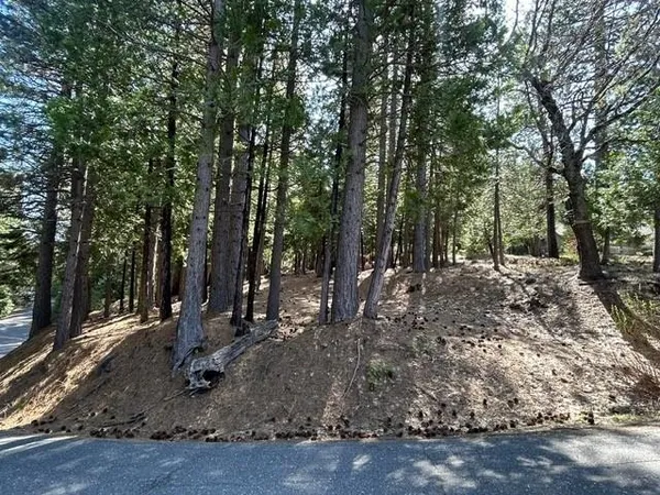 a view of a forest with trees in the background