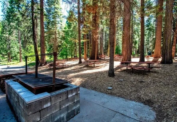 a view of a park with large tree