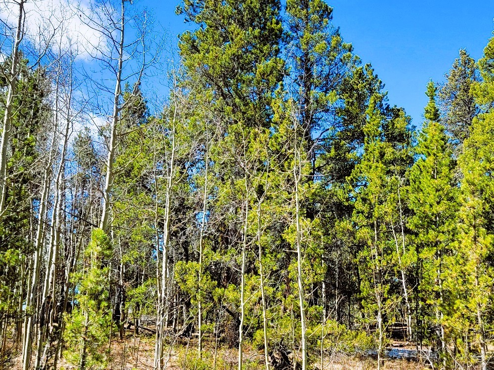 162 Thick Spike Road Fairplay, CO 80440 - Photo 11 of 49 a view of a plants