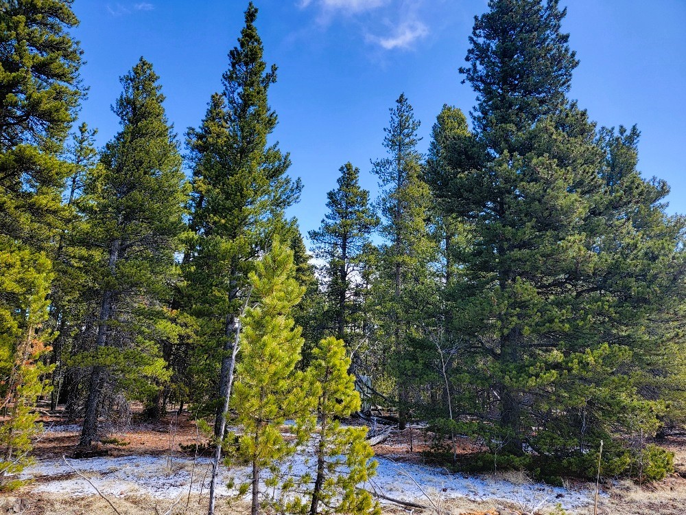 162 Thick Spike Road Fairplay, CO 80440 - Photo 12 of 49 a view of a yard with plants and trees