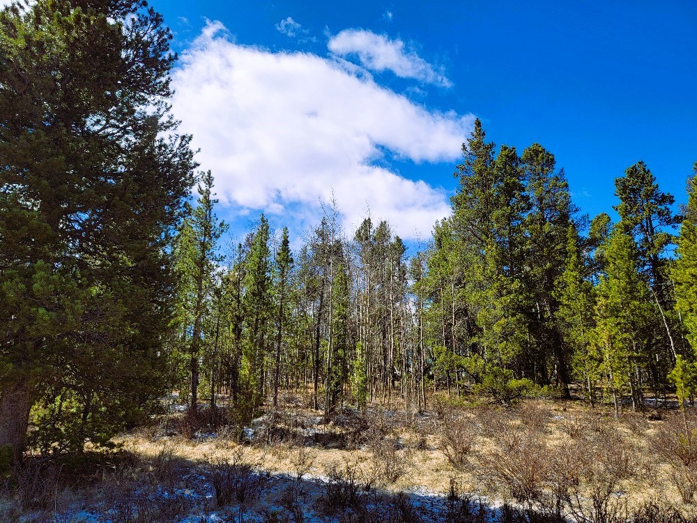 162 Thick Spike Road Fairplay, CO 80440 - Photo 16 of 49 a view of a tree with a yard