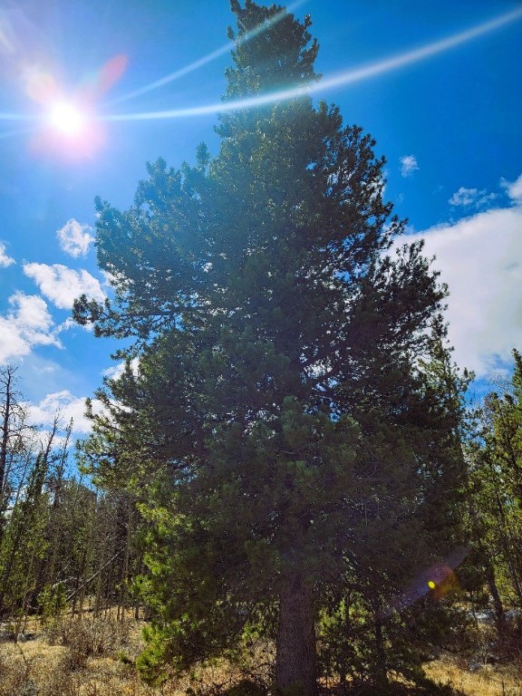 162 Thick Spike Road Fairplay, CO 80440 - Photo 17 of 49 a view of a street