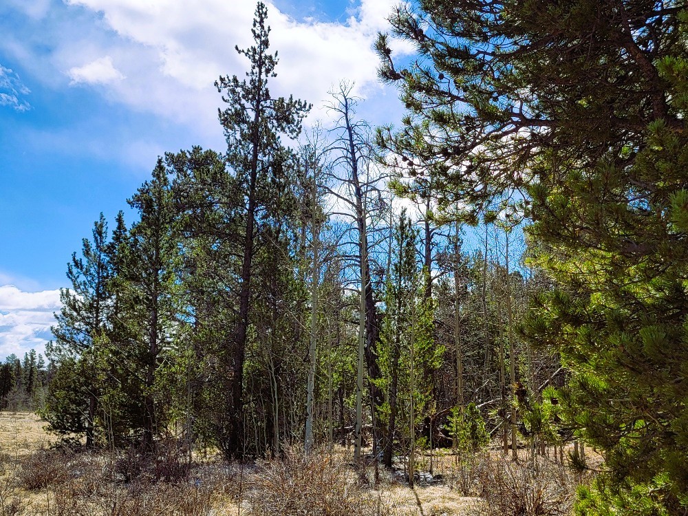 162 Thick Spike Road Fairplay, CO 80440 - Photo 18 of 49 a view of forest