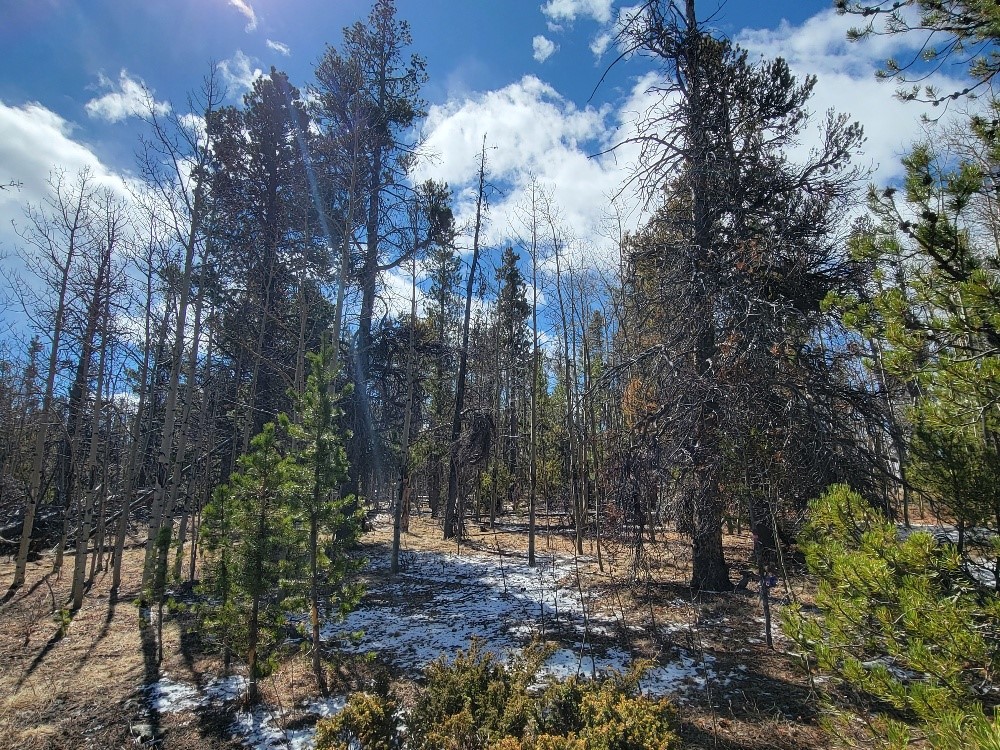 162 Thick Spike Road Fairplay, CO 80440 - Photo 19 of 49 a view of covered with trees