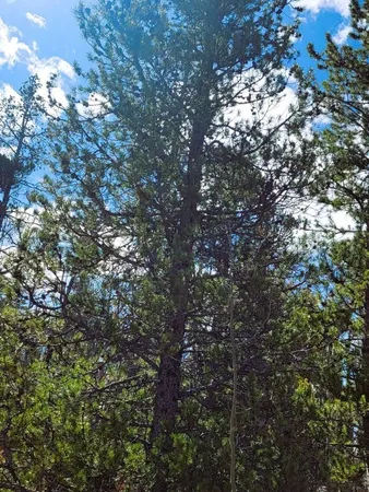 a view of a yard with plants and trees