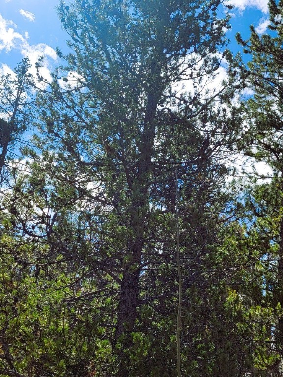 162 Thick Spike Road Fairplay, CO 80440 - Photo 20 of 49 a view of tree