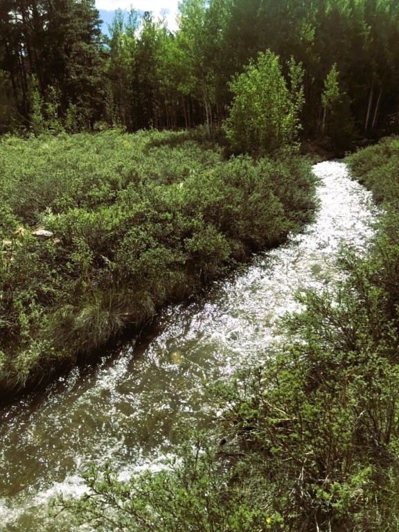 162 Thick Spike Road Fairplay, CO 80440 - Photo 2 of 49 a view of a plants with a yard