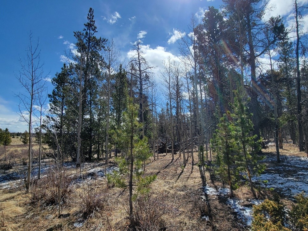 162 Thick Spike Road Fairplay, CO 80440 - Photo 21 of 49 a view of a yard with plants and trees