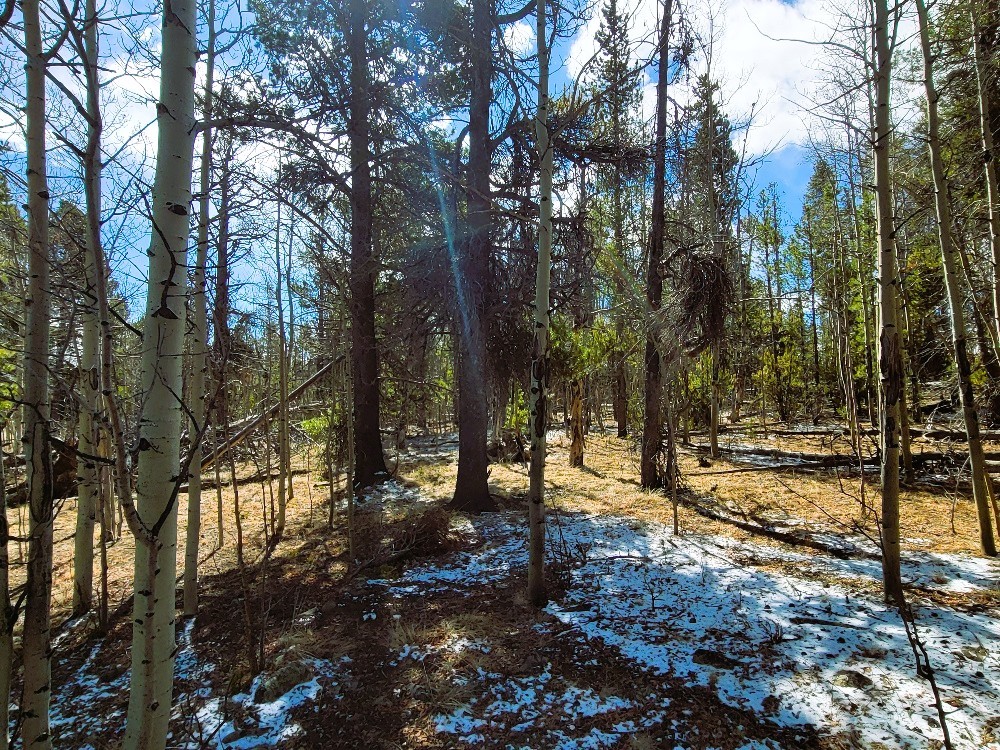162 Thick Spike Road Fairplay, CO 80440 - Photo 23 of 49 a view of a yard with trees