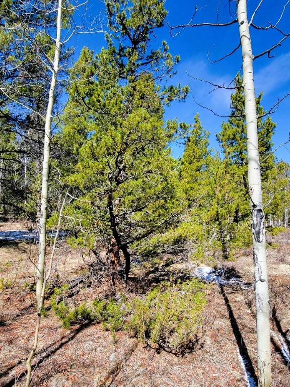 162 Thick Spike Road Fairplay, CO 80440 - Photo 26 of 49 a plant that is in a yard