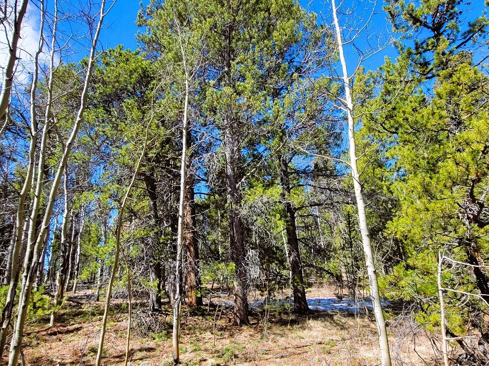 162 Thick Spike Road Fairplay, CO 80440 - Photo 27 of 49