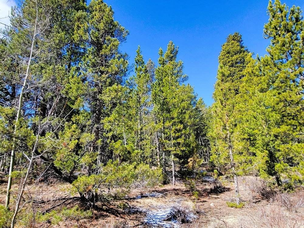 162 Thick Spike Road Fairplay, CO 80440 - Photo 28 of 49 a backyard of a house with lots of green space