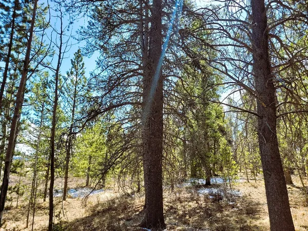 a view of a tree