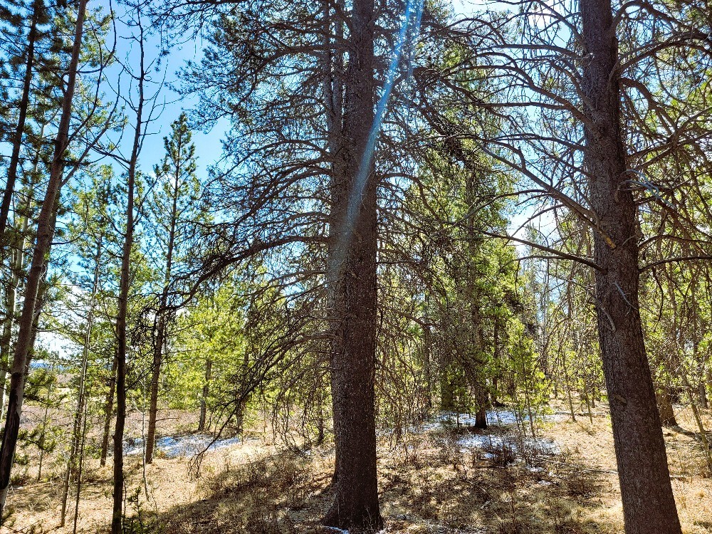 162 Thick Spike Road Fairplay, CO 80440 - Photo 29 of 49