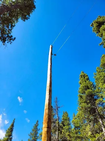 a view of a trees