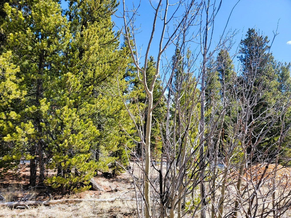 162 Thick Spike Road Fairplay, CO 80440 - Photo 31 of 49 a view of a yard