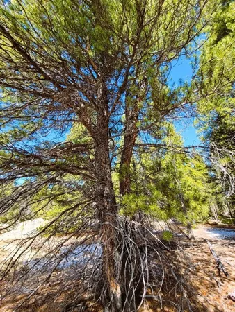 a view of a tree with a yard