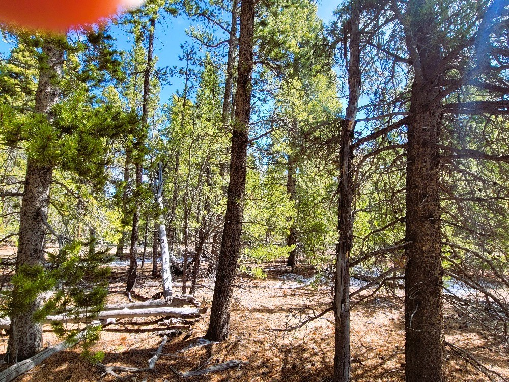162 Thick Spike Road Fairplay, CO 80440 - Photo 33 of 49 a view of a trees
