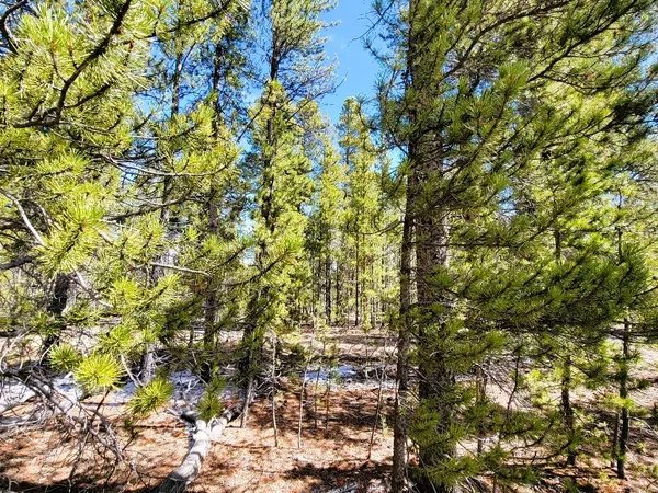 a picture of tree