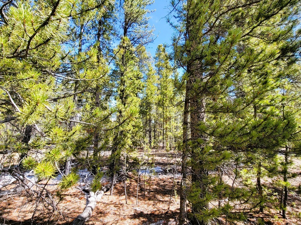 162 Thick Spike Road Fairplay, CO 80440 - Photo 34 of 49