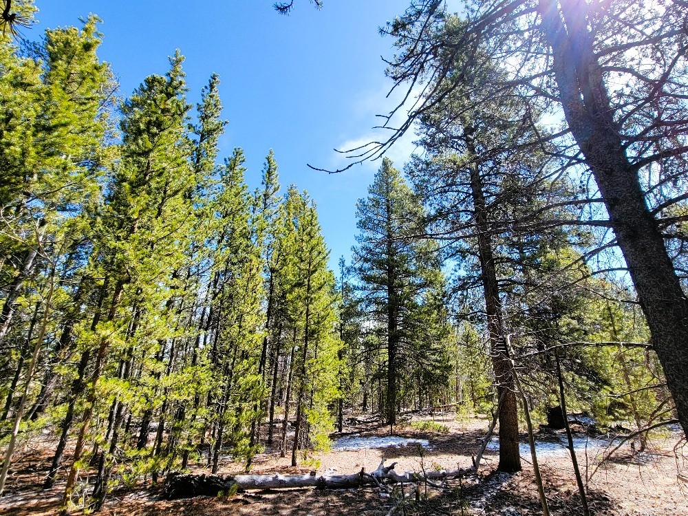 162 Thick Spike Road Fairplay, CO 80440 - Photo 36 of 49 a view of a tree with a yard