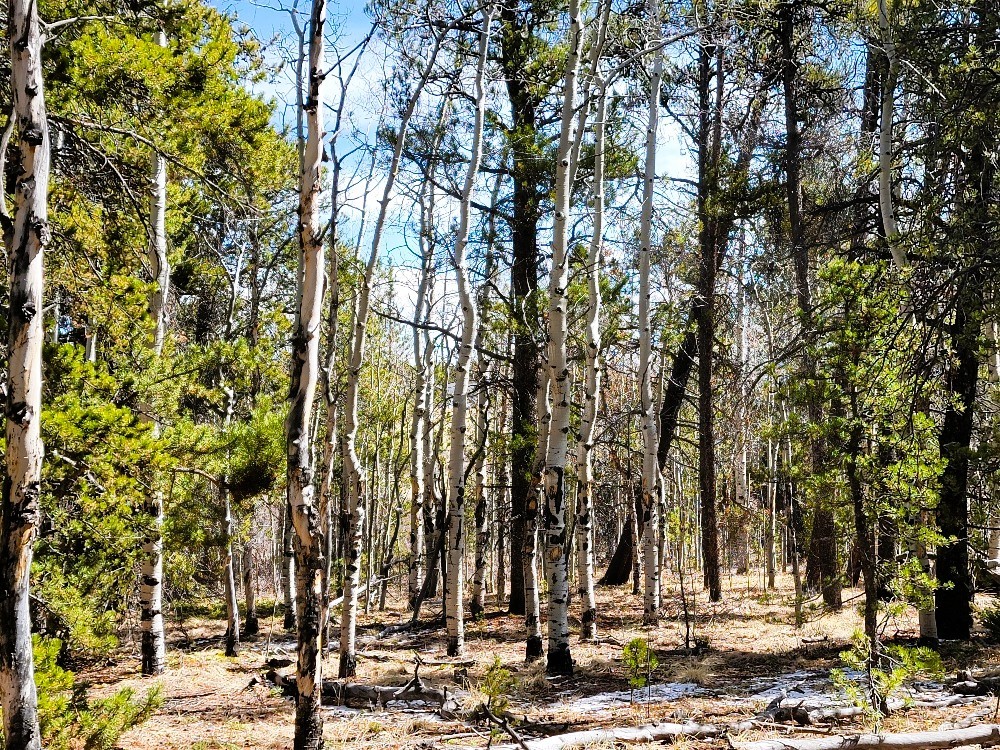 162 Thick Spike Road Fairplay, CO 80440 - Photo 37 of 49 a view of outdoor space with trees