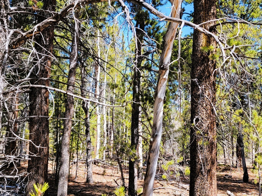 162 Thick Spike Road Fairplay, CO 80440 - Photo 38 of 49 a picture of tree